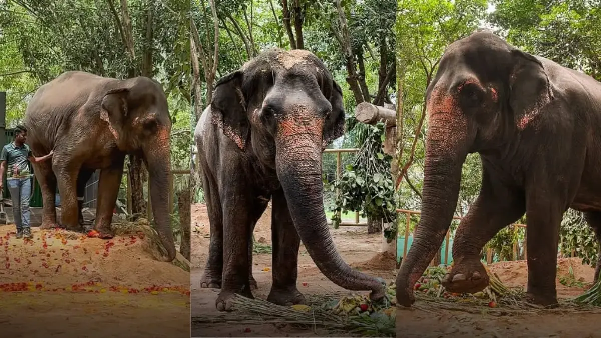 Madhuri the Goddess Elephant